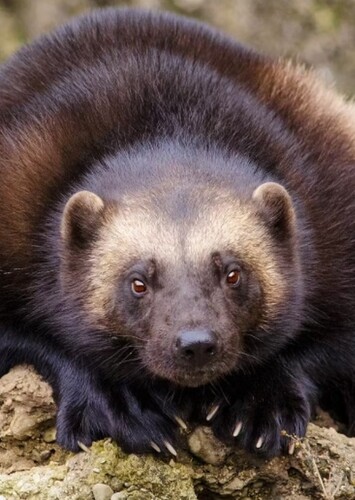 Wolverine in North American animals (voice actor references)