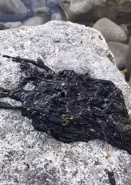 A Chewed Up Wad of Black Licorice