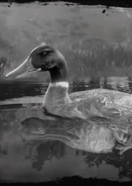 A Duck photo