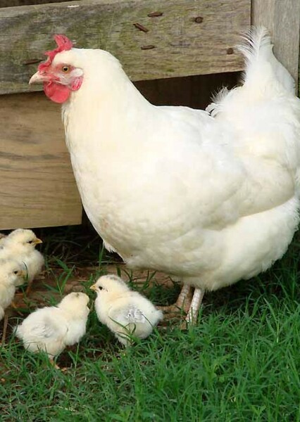 A Hen photo