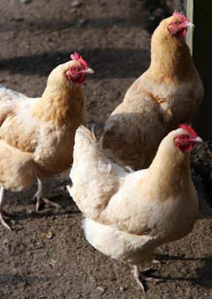 A Hen photo