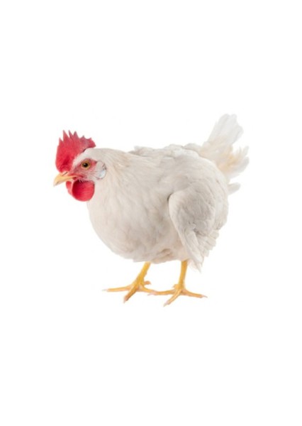 A Hen