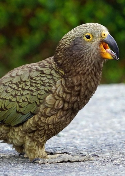 A Kea