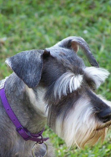 A Schnauzer