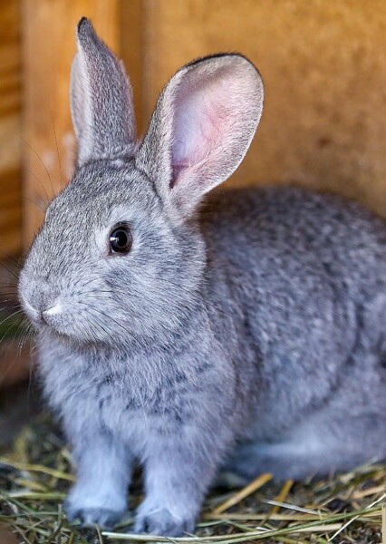 The Rabbit