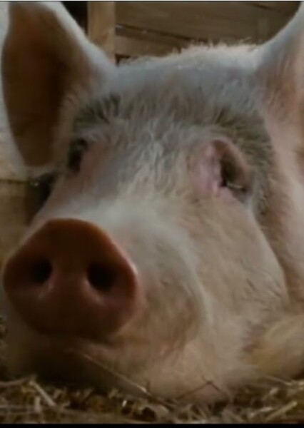 Uncle the Pig