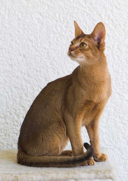 Abyssinian