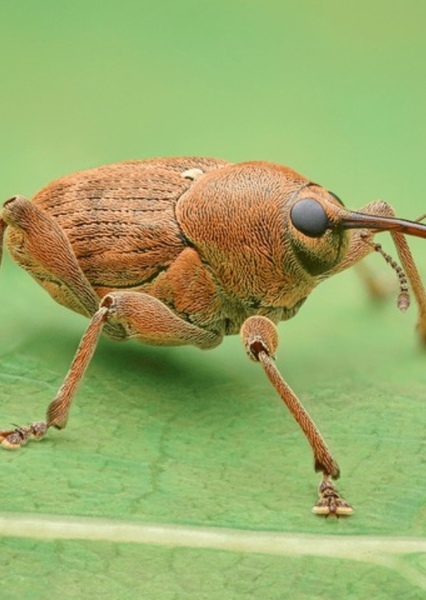 Acorn Weevil