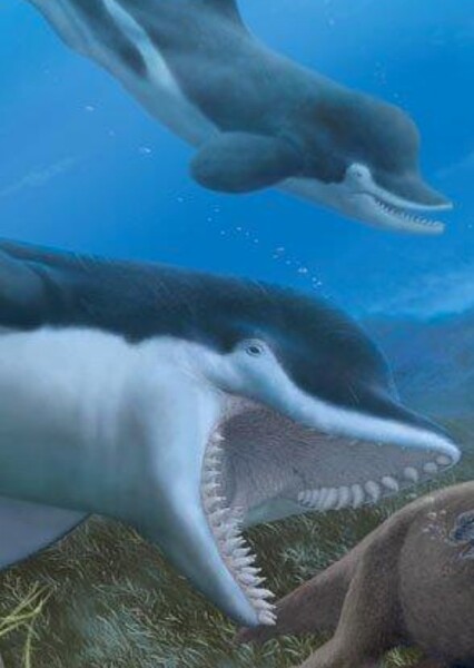 Acrophyseter