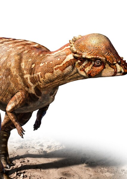 Acrotholus
