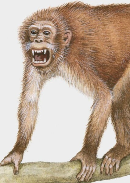 Aegyptopithecus
