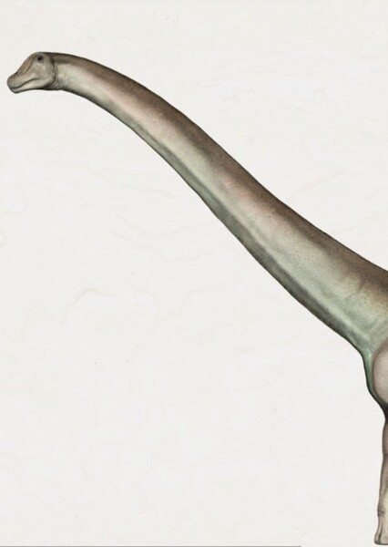 Aeolosaurus photo