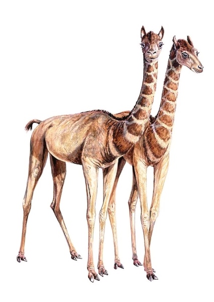Aepycamelus