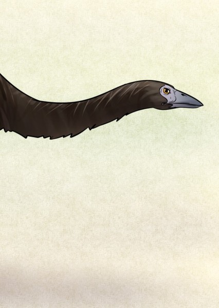 Aepyornis photo