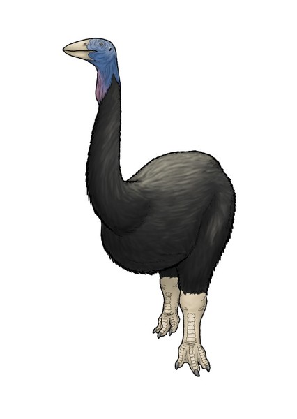 Aepyornis photo