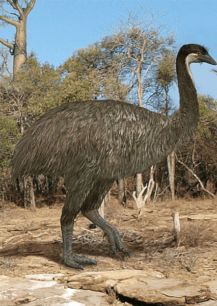 Aepyornis photo