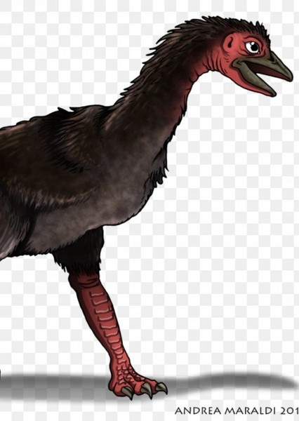 Aepyornis photo