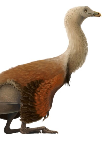 Aepyornithomimus photo