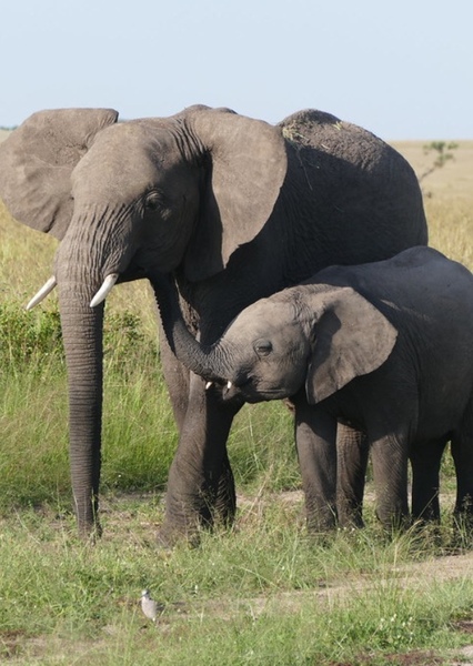 African bush elephant