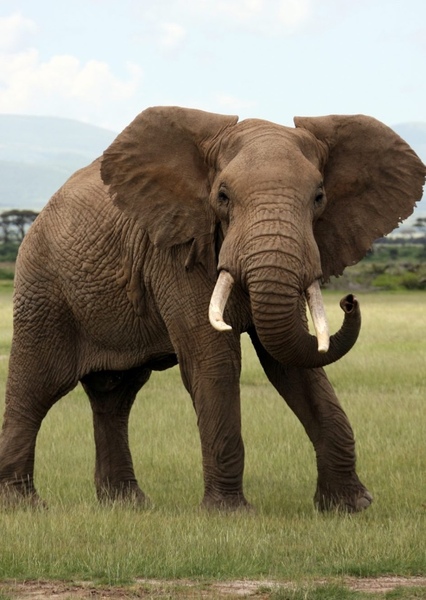 African bush elephant