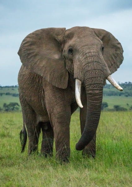 African bush elephant photo