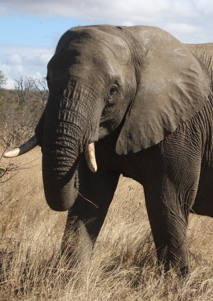 African bush elephant photo