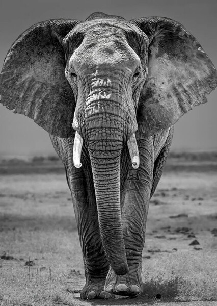 African Elephant photo