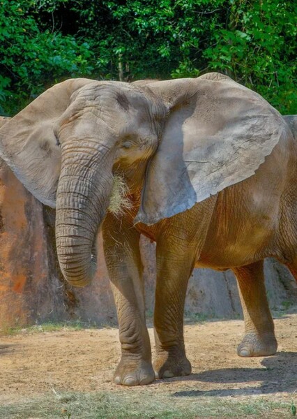 African Elephant photo