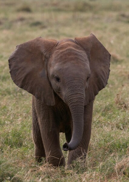 African Elephant photo