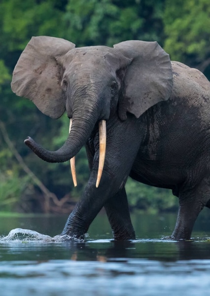 African forest elephant photo