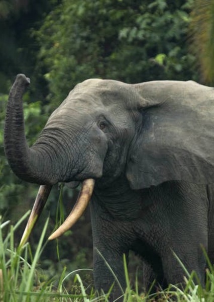African forest elephant photo