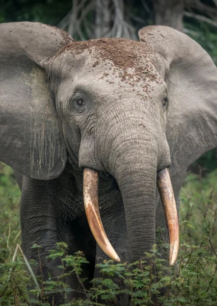 African forest elephant photo