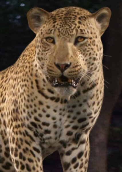 African Leopard photo