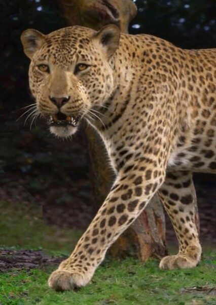 African Leopard photo