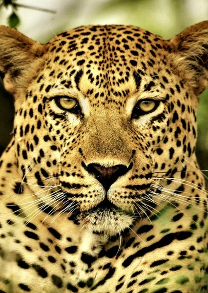 African Leopard photo