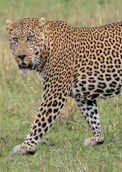African Leopard photo