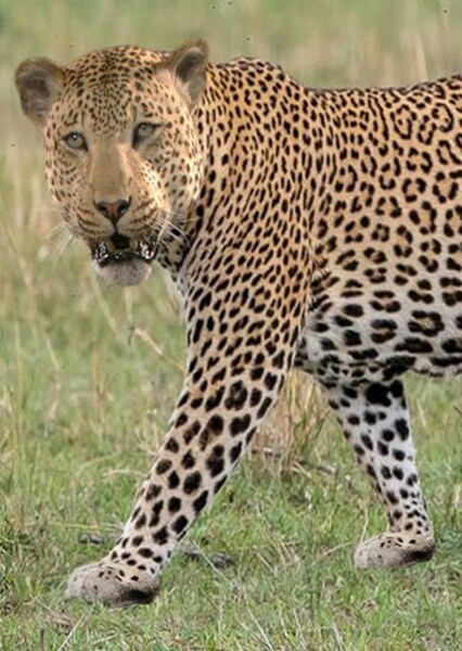 African Leopard photo
