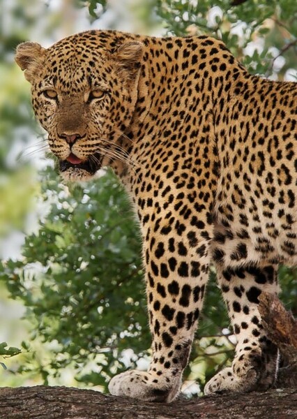 African Leopard photo