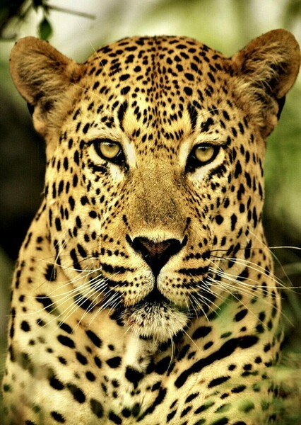 African Leopard