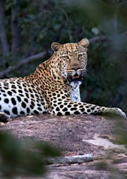 African Leopard photo