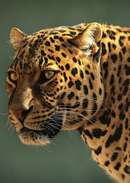 African Leopard photo