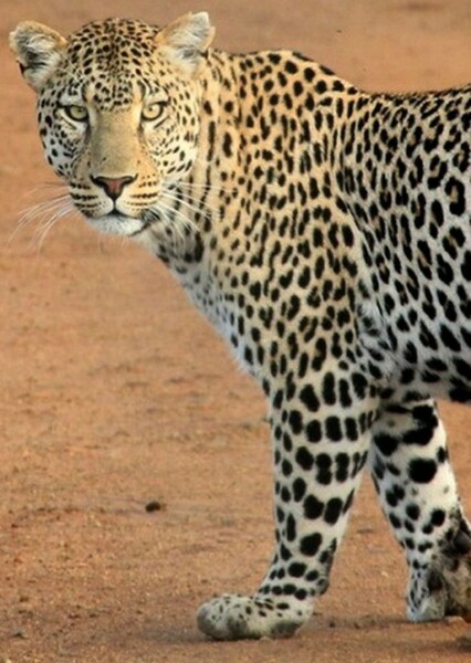 African Leopard photo