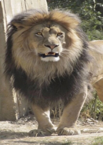 African Lion