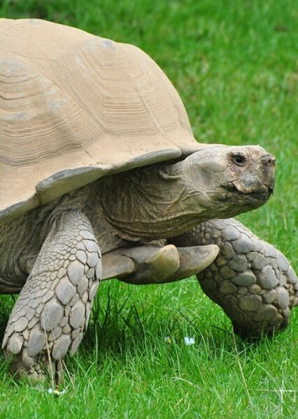 African Radiated Tortoise