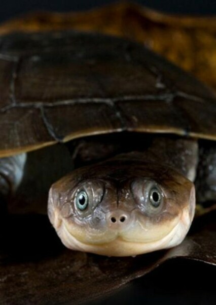 African Sideneck Turtle