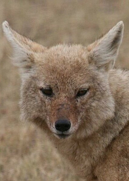 African wolf photo