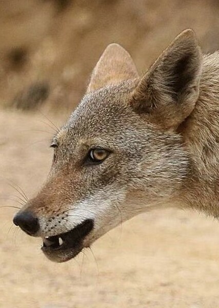 African wolf photo