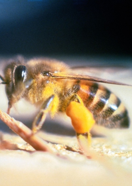 Africanized bee