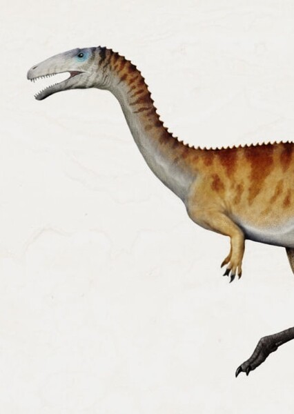 Afromimus