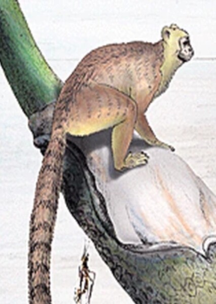 Afrotarsius